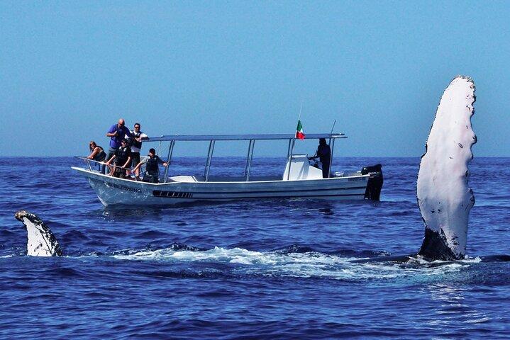 Walvissen spotten vanuit Beruwala op gedeelde boot