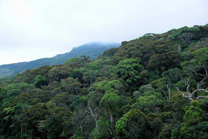 Sinharaja Rain Forest Tour from Bentota
