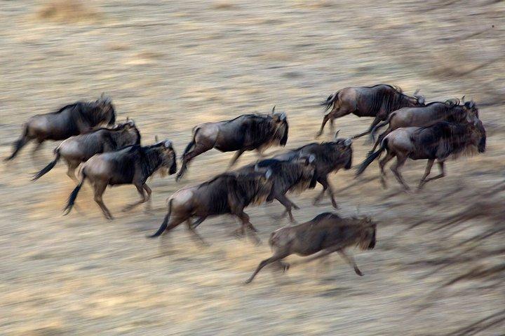 タンザニア北部での5日間のプライベートサファリツアー