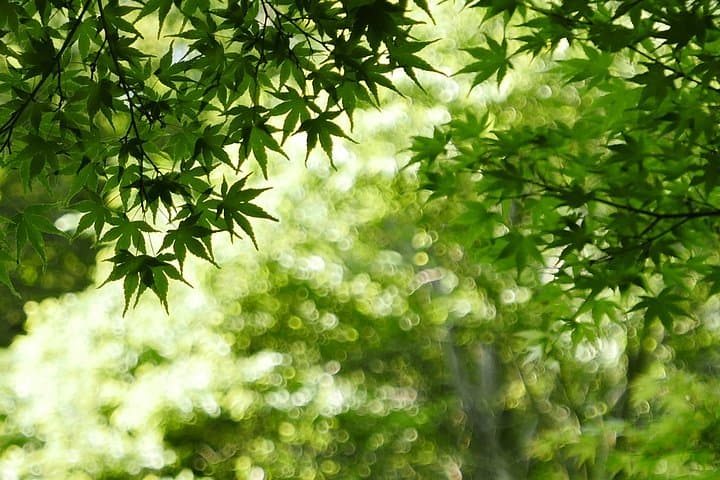 Minoh Waterfall and nature walk through the Minoh Park