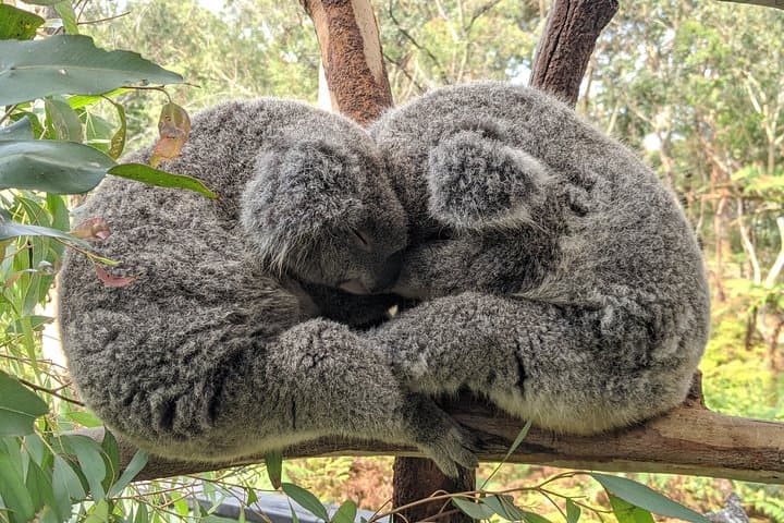 Koala & Kangaroos Experience, Waterfalls and Scenic Train Journey