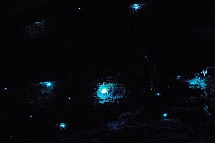 Blue Mountains Hiking Glow worms Cave Wildlife Spotlighting Night Adventure
