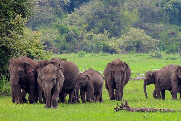 Udawalawe National Park Safari vanuit Dikwella