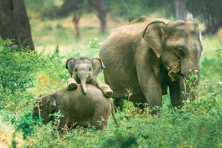Yala National Park Safari von Ahungalla
