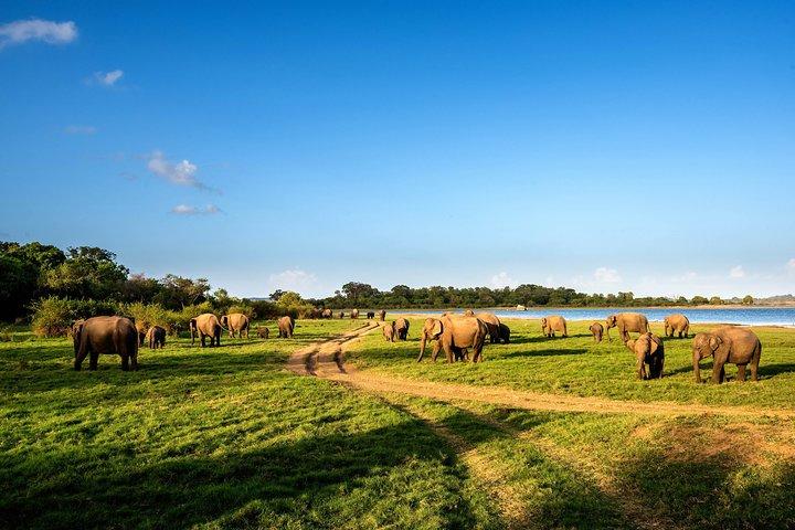 ハバラナのポロンナルワ古代王国と野生の象のサファリ