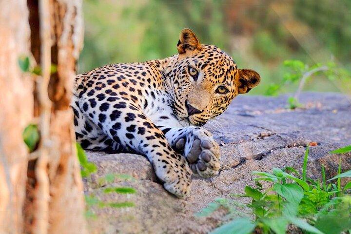 Yala Nationalpark Leoparden Safari