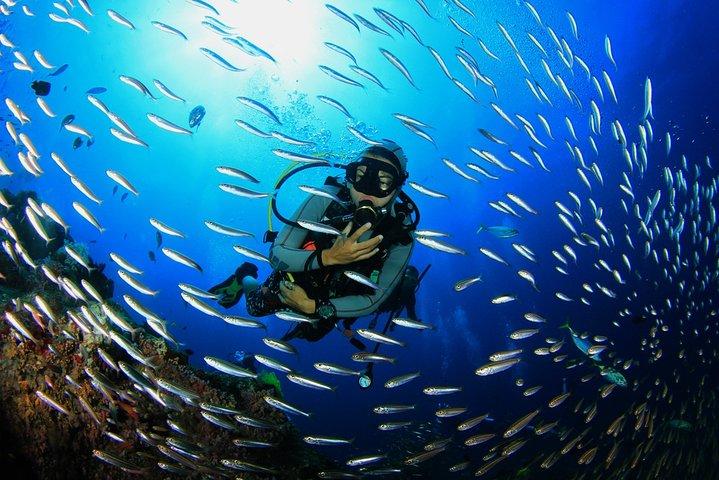 Heldags Red Sea Small-Group Diving Experience fra Hurghada
