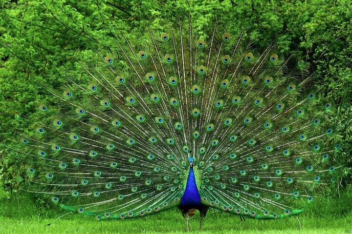 バラピティヤのウダワラウェ国立公園サファリ