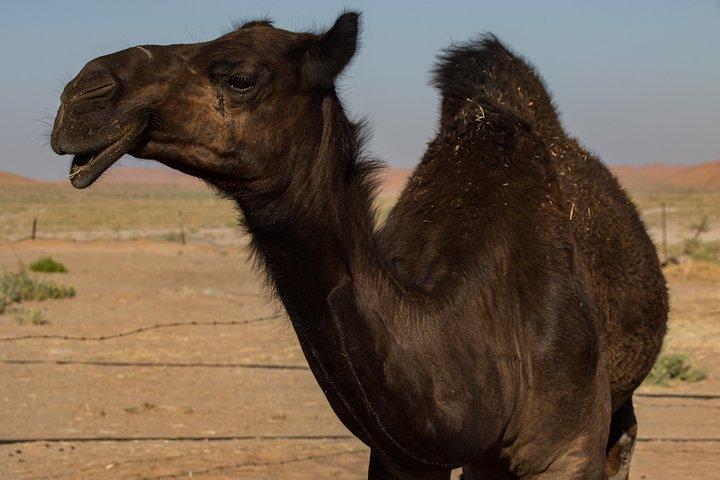 サラーラ:ルブアルハリ砂漠と失われたベドウィンの街ウバル