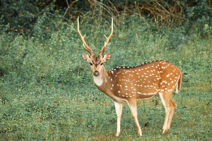Yala National Park Safari from Balapitiya