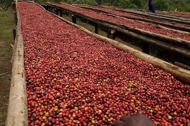 3-dages Jinja White Water Rafting og Sipi Falls Coffee Tour