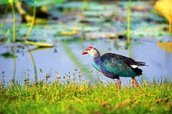 バラピティヤのブンダラ国立公園サファリ