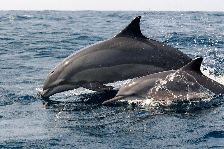 Whale Watching from Balapitiya on Shared Boat