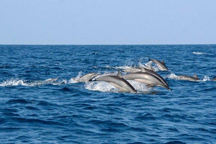 Whale Watching from Balapitiya on Shared Boat