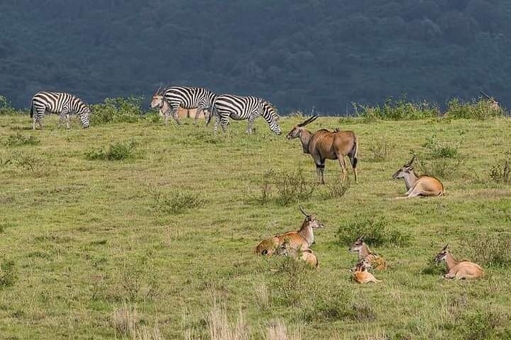 Kenya safari