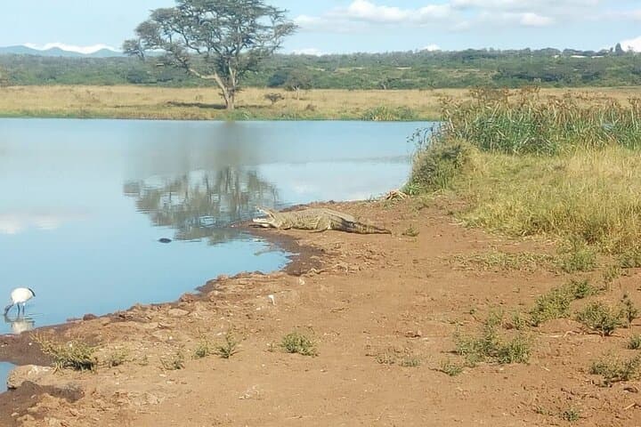 Kenya safari