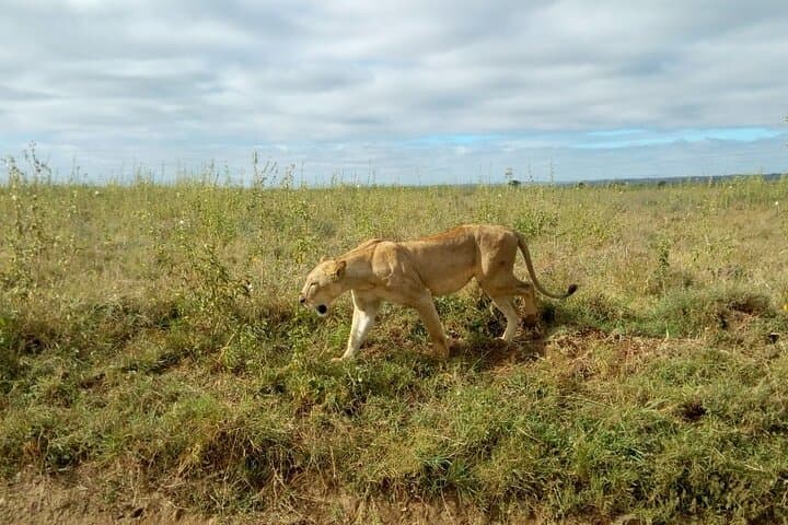 Kenya safari