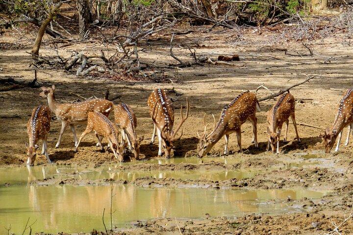 Yala National Park Safari von Koggala