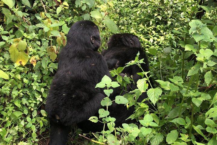 3 Tage Gorilla Trekking Luxus Safari in Uganda