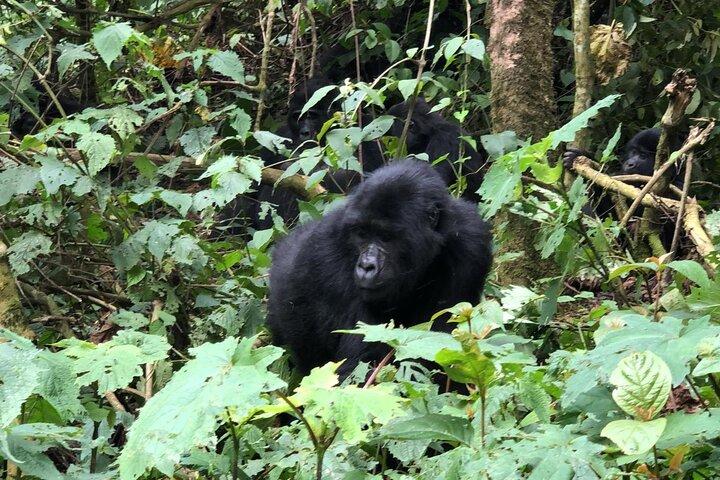3 Tage Gorilla Trekking Luxus Safari in Uganda
