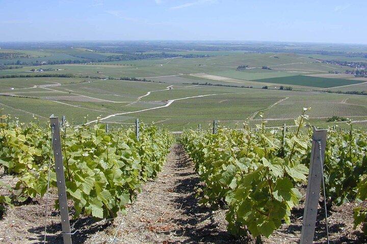 Excursão Privada Grand & Premier Cru Chardonnay Champagne Vineyard