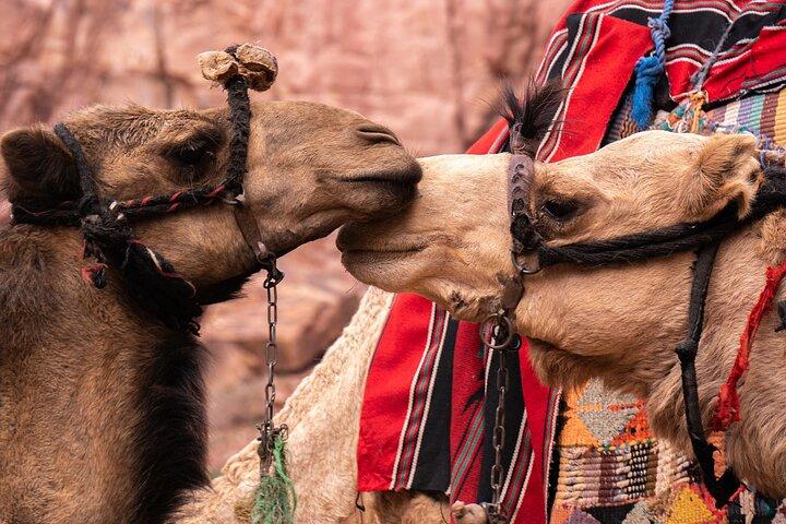De Sharm El Shiekh: passeio de camelo com jantar