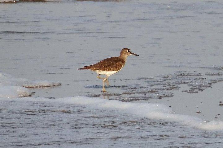 Visit to Vedanthangal Bird Sanctuary from Chennai