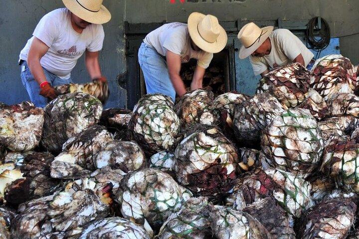 From Mazatlan - La Noria Artisan Tour A Agave Azul