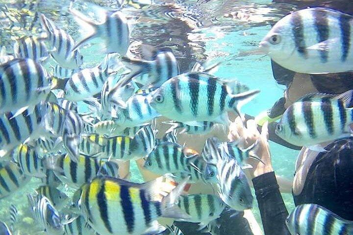 Excursion de plongée en apnée et camping d'une nuit à Gili Kedis
