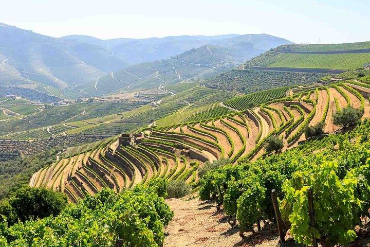 Privat Douro Valley Tour inklusive 3 vingårde