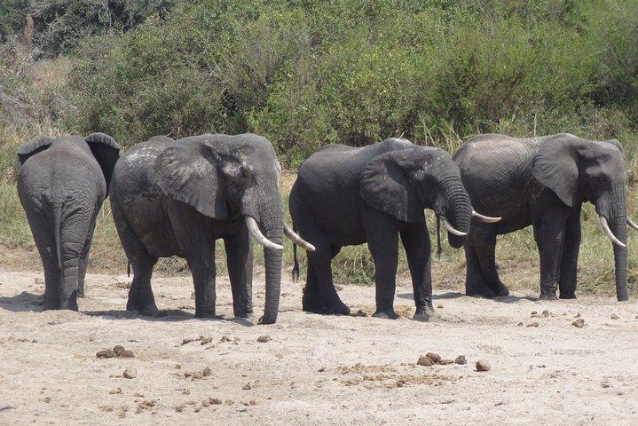 Arusha National Park Privat Safari
