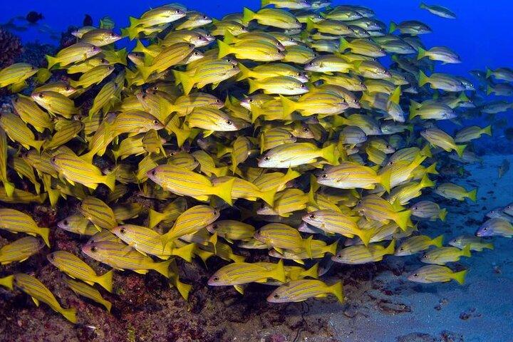 Maui : Turtle Reef Kayak Tour durch Makena