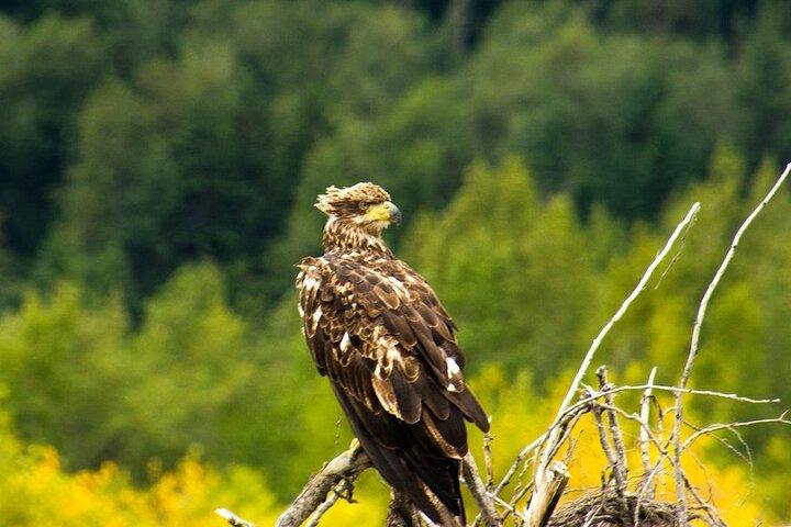 Raften naar Chilkat Bald Eagle Preserve vanuit Haines