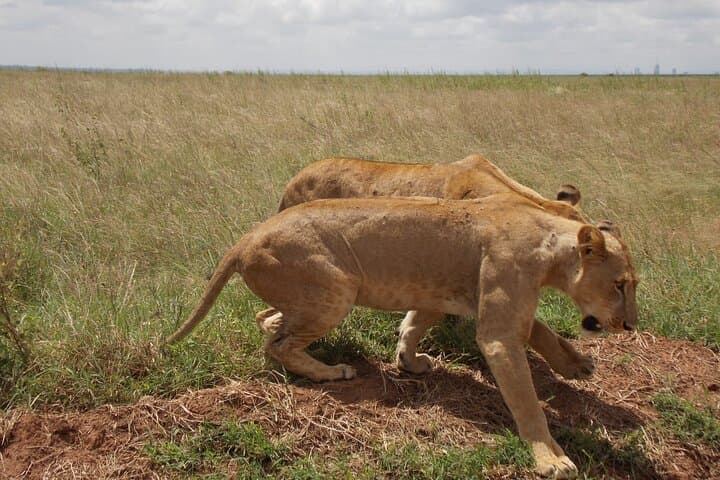 Half day Nairobi National Park Tour & Sheldrick Elephant Nursery