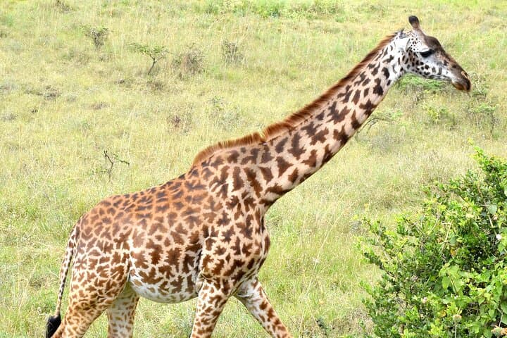 Half day Nairobi National Park Tour & Sheldrick Elephant Nursery