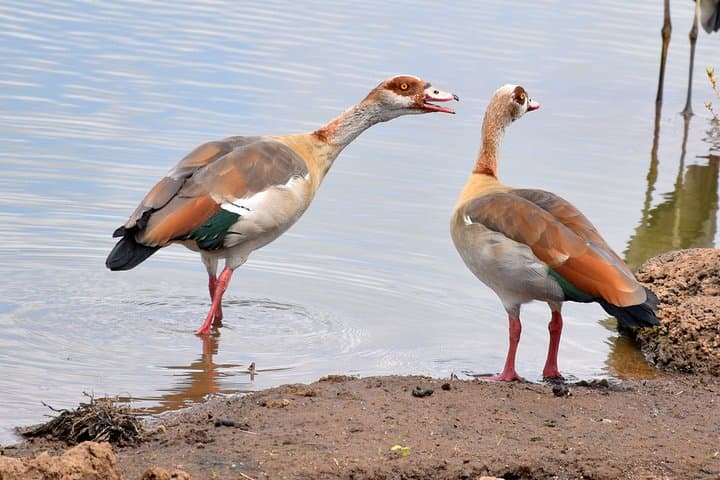 Half day Nairobi National Park Tour & Sheldrick Elephant Nursery