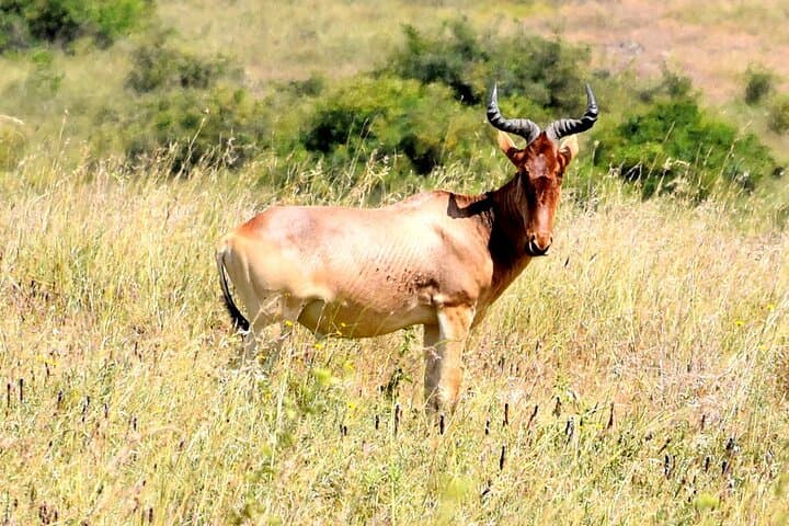 Half day Nairobi National Park Tour & Sheldrick Elephant Nursery