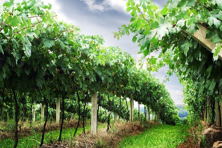 8 Stunden private Tour im Weinland von San Francisco