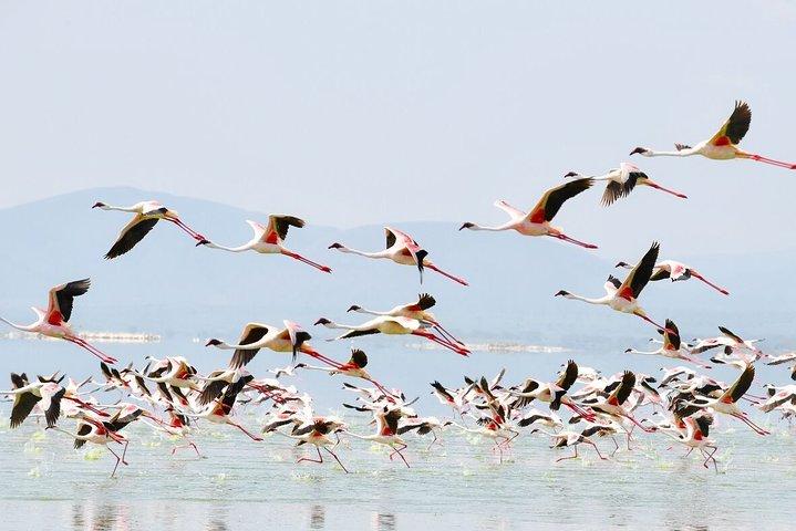 Excursion d'une journée au lac Nakuru