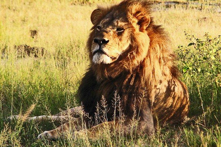 2 DAGER TSAVO ØST SAFARI TILBUD (mindst 2 stk.)