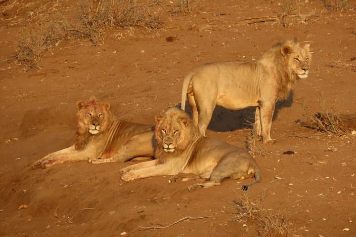 Kruger National Park - Private Sunrise Half day Safari trip.