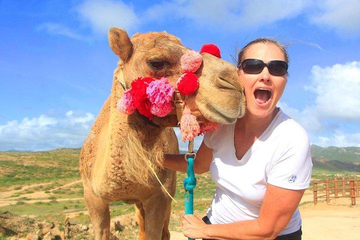 Cabo Camel und Safari Ride