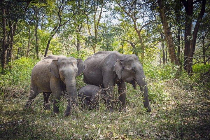 Bangalore til Nagarhole National Park: Wilderness Retreat