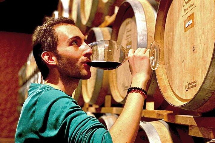 Tour premium del vino e dei vigneti della Valle de Guadalupe