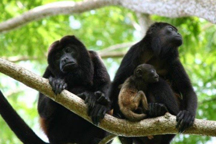 Tour a Dzibanché e Kohunlich con trasporto e cibo inclusi