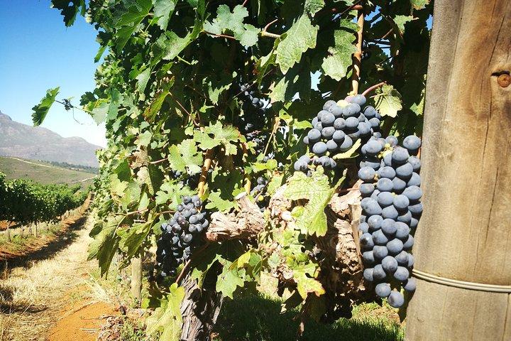 Passeio pelas vinhas de Stellenbosch e degustação de vinhos