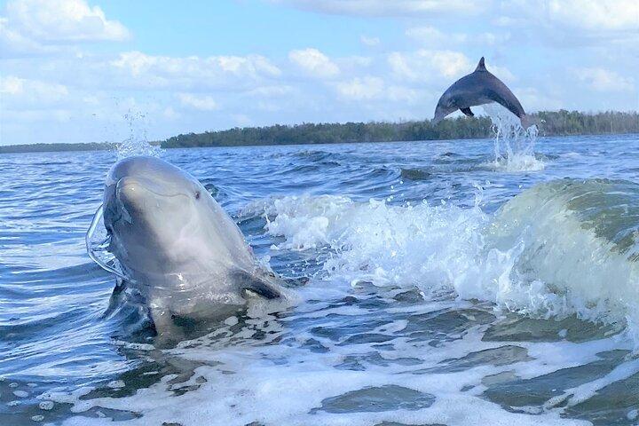Everglades Birding, Dolphin e Wildlife Boat Tour (2 ore)