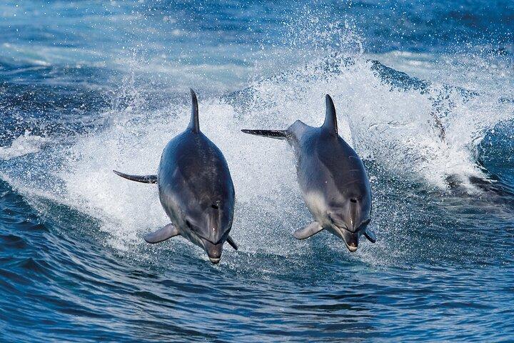 ブルーニー島アドベンチャーベイ発ブルーニー島ワイルドネスクルーズ