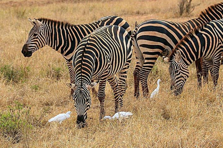 Excursão privada de 5 dias em Bwindi, Lago Bunyonyi e Lago Mburo