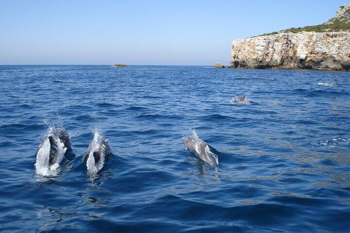 セシンブラ - 海洋生物学者と行くイルカウォッチング + 高速乗船